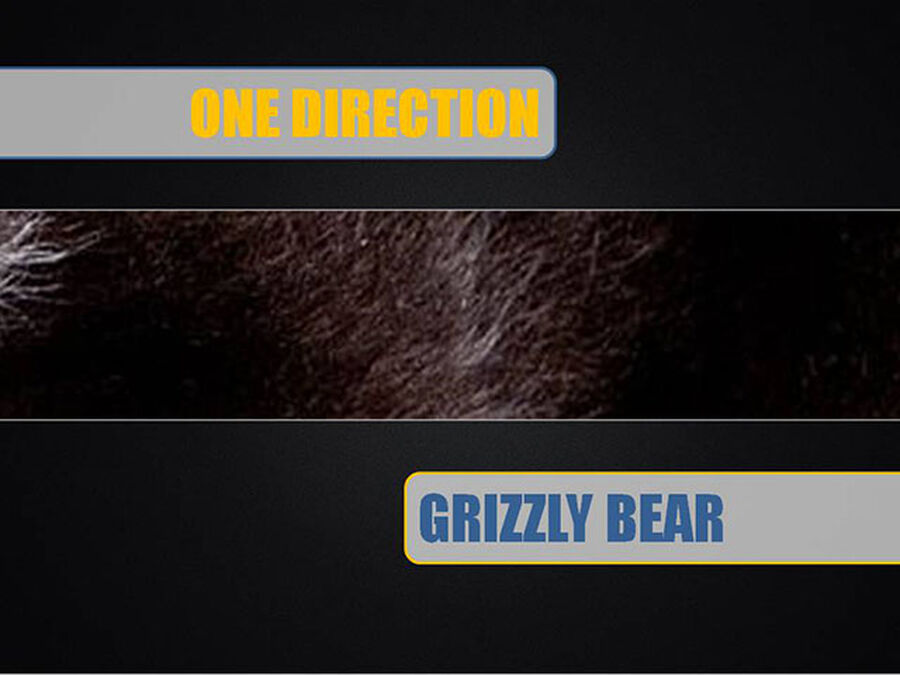 Boy Band or Grizzly Bear image number null