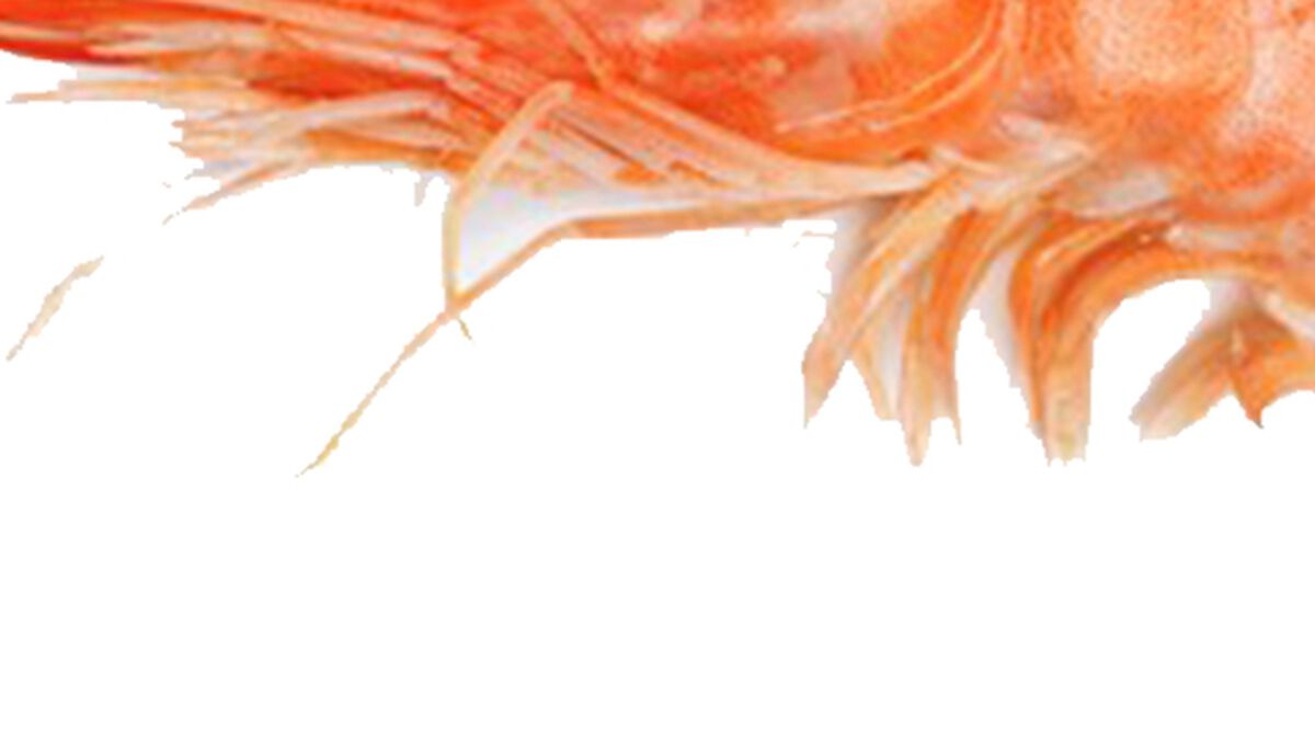 Shrimp or Crawfish (May 10th, National Shrimp Day) image number null