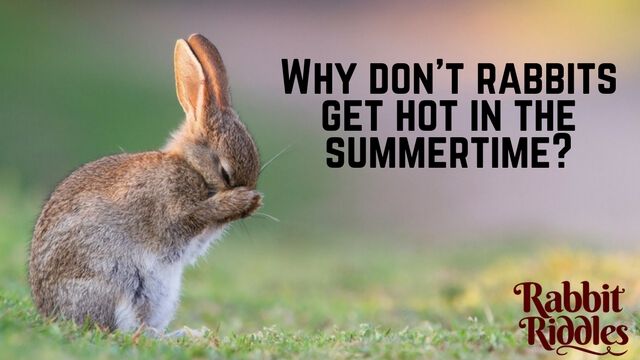 find the rabbit in the picture riddle answer find the rabbit in the picture riddle answer