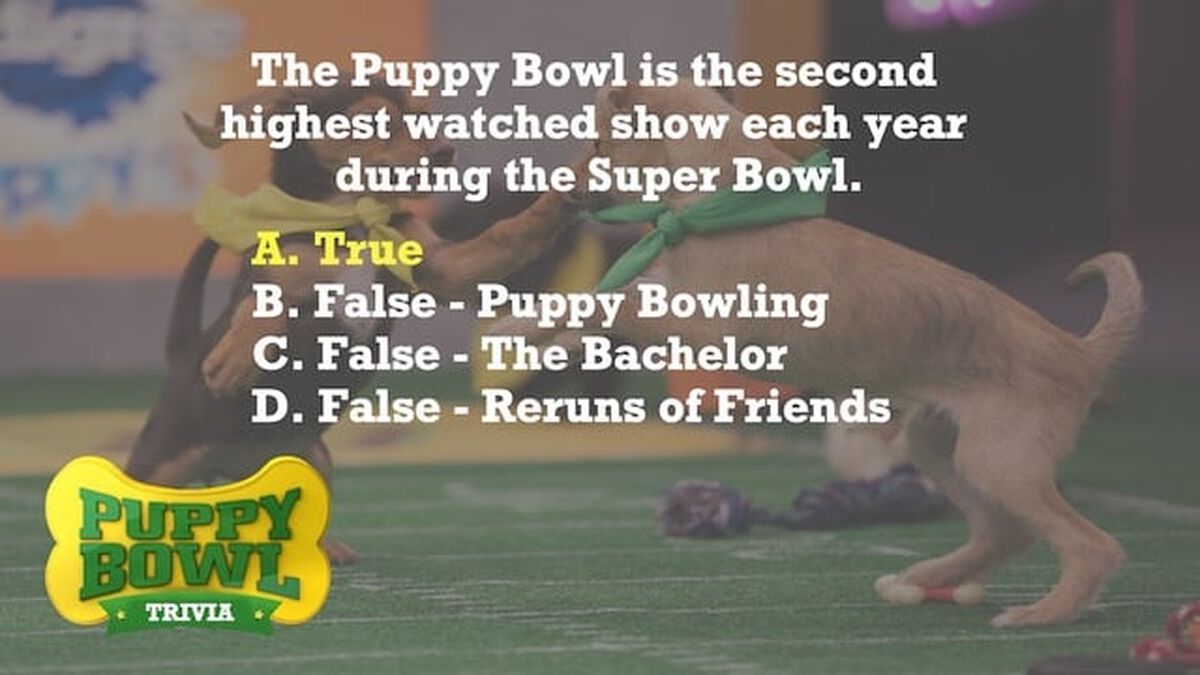 Puppy Bowl Trivia image number null