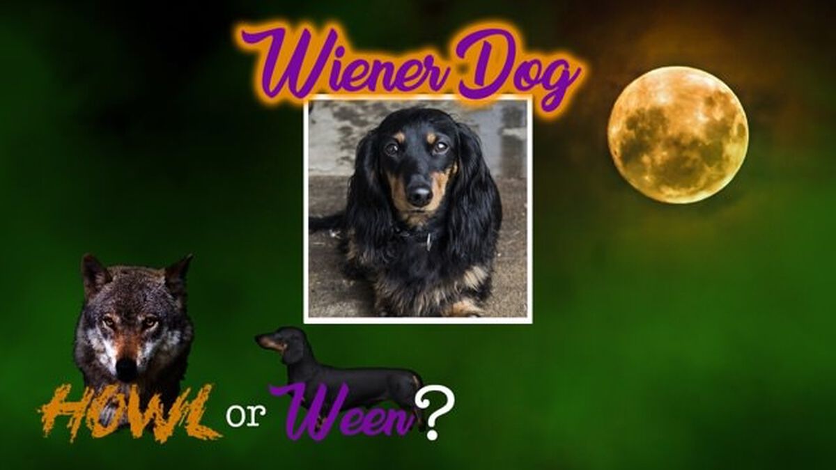 Howl or Ween image number null