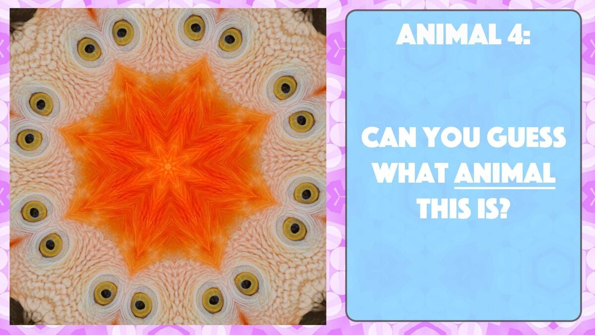 A Kaleidoscopic Quiz Vol. 2 image number null