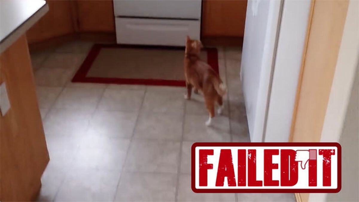 Nailed or Failed: Cat Edition image number null