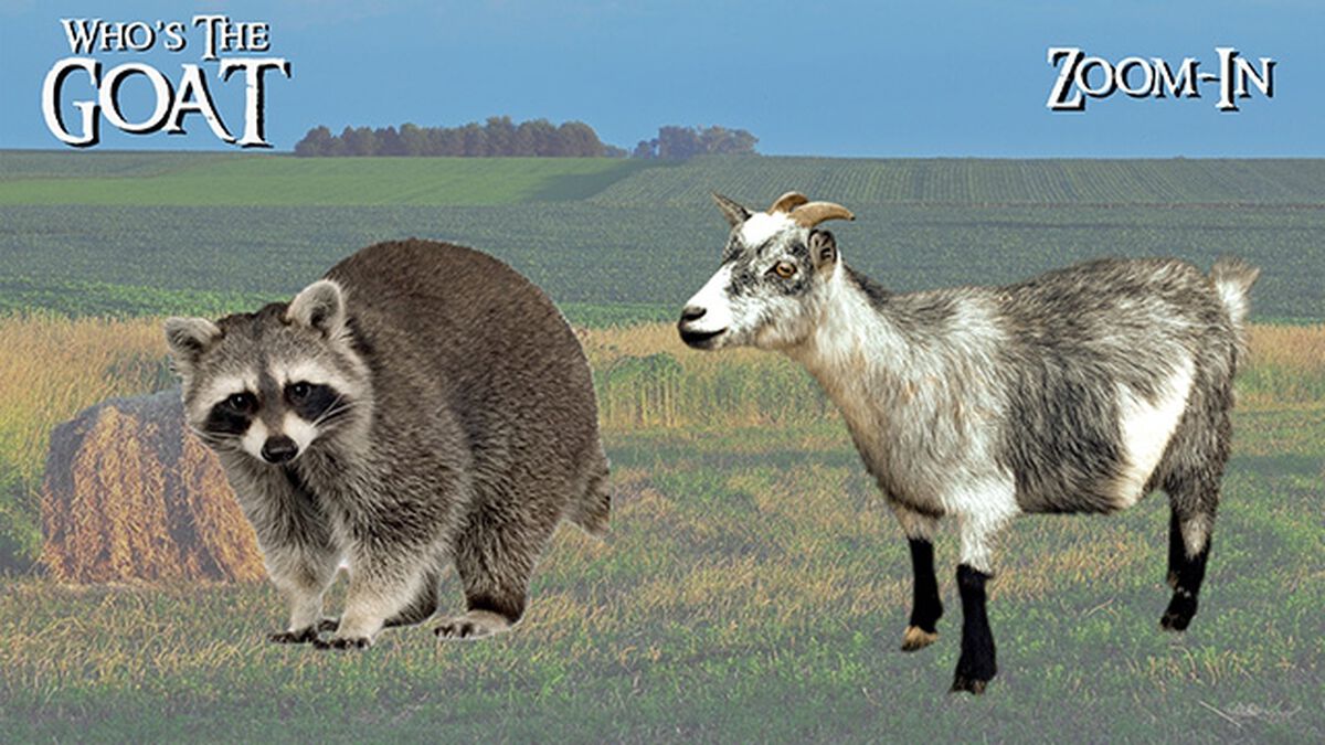 Who's The Goat?  image number null