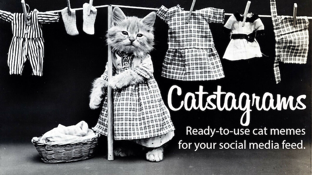 CATstagrams image number null