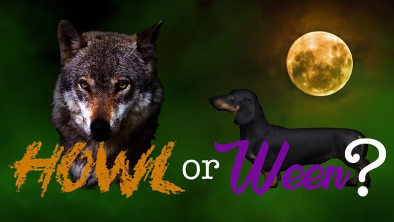 Howl or Ween