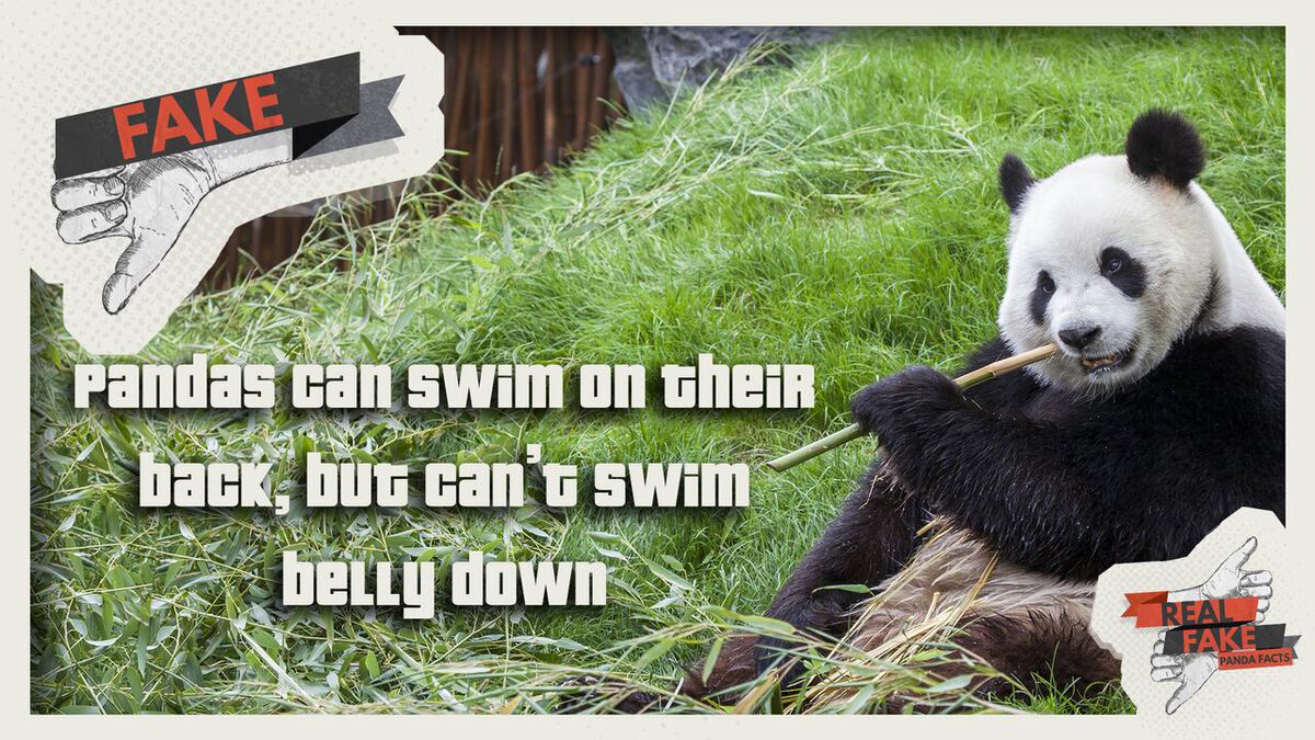 Real or Fake: Panda Facts  image number null