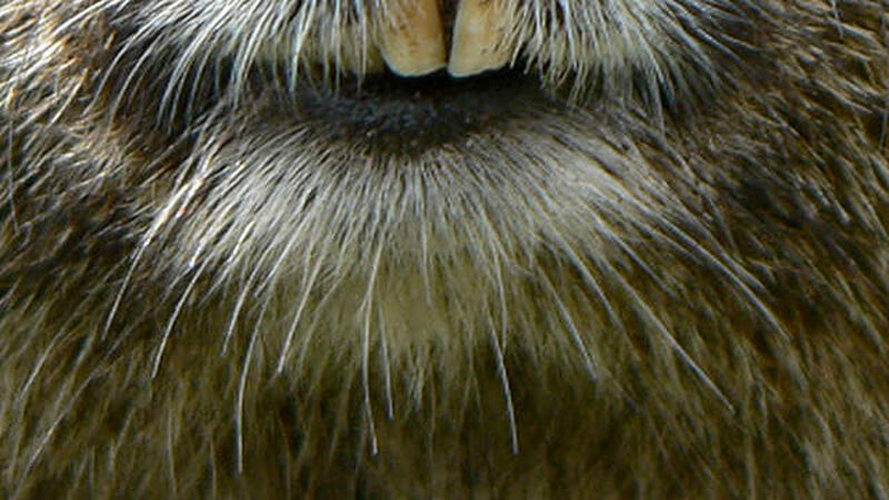 Groundhog Otter Beaver