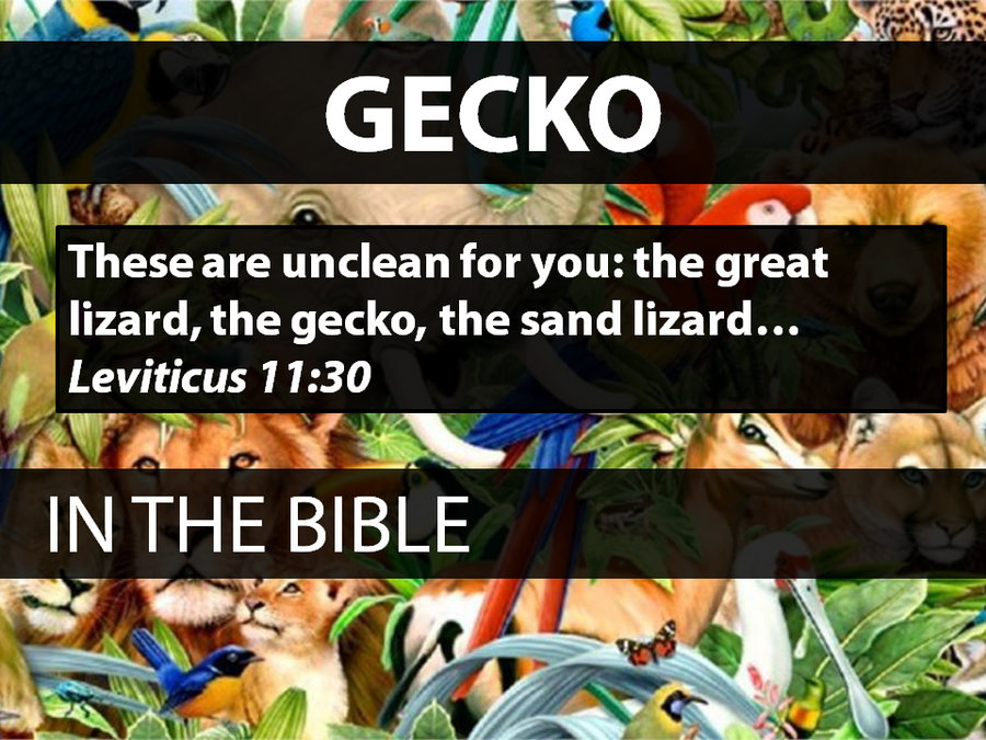 Animals of the Bible: Volume 1 image number null