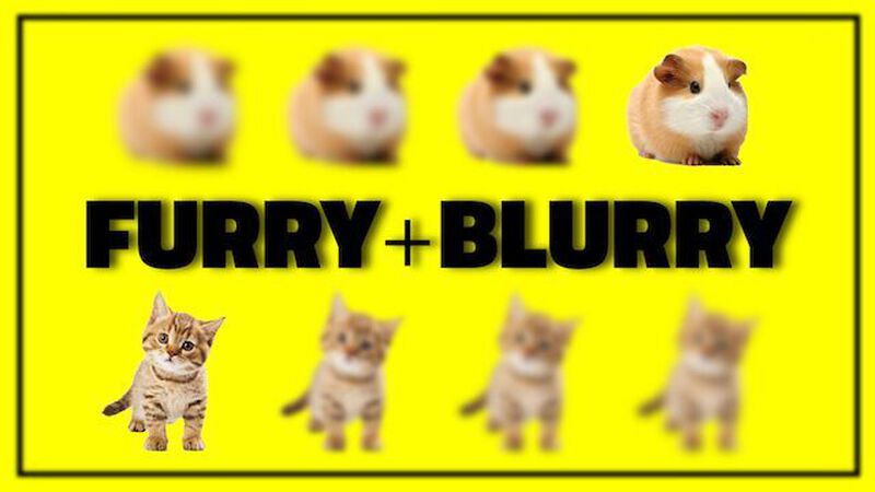 Furry Blurry