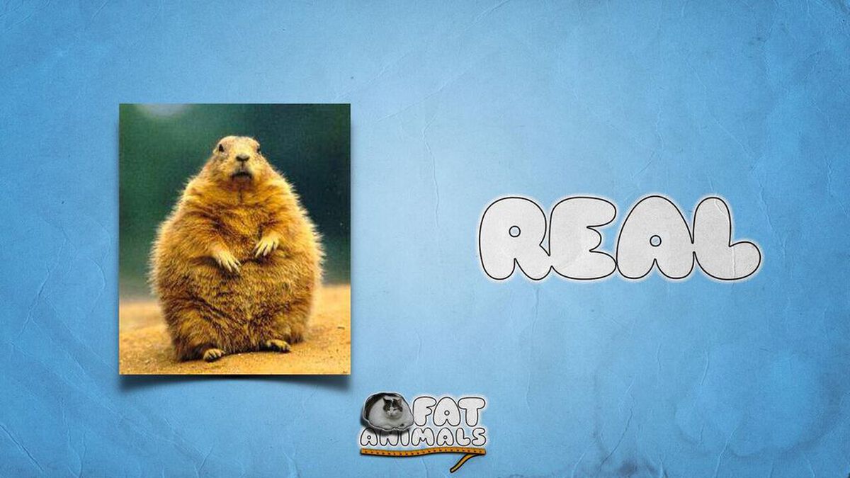 Fat Animals image number null