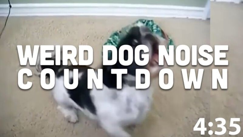 Weird Dogs Countdown Video