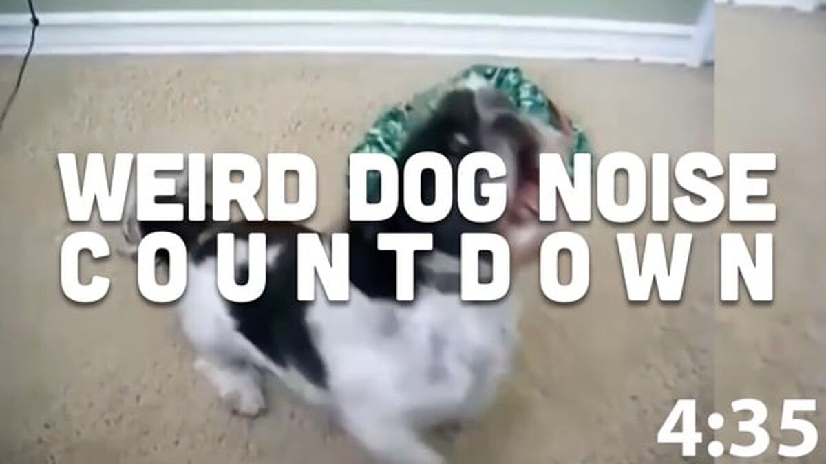 Weird Dogs Countdown Video image number null