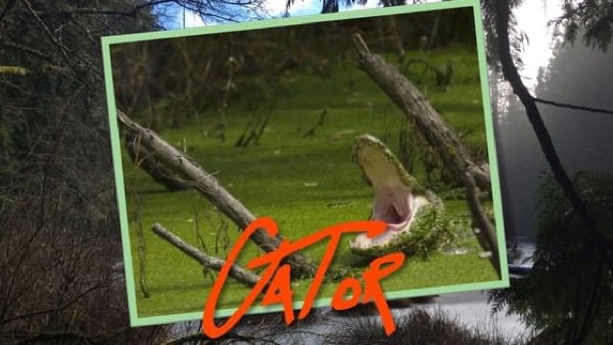 Croc or Gator image number null