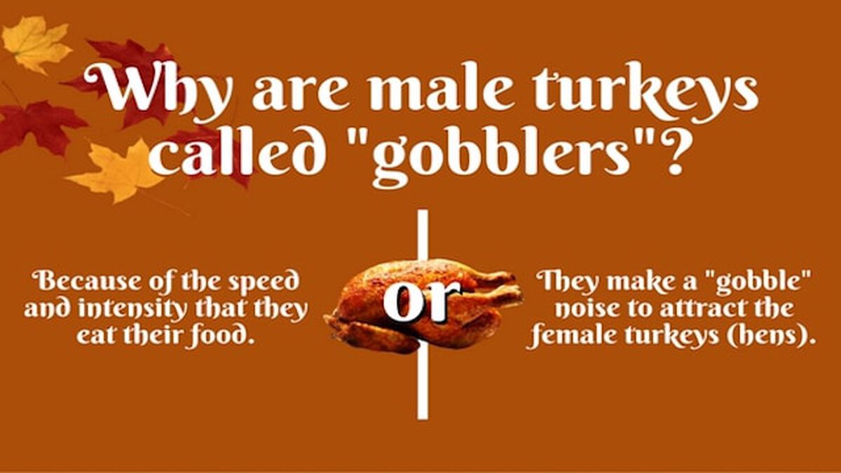 Totally Turkey Trivia image number null