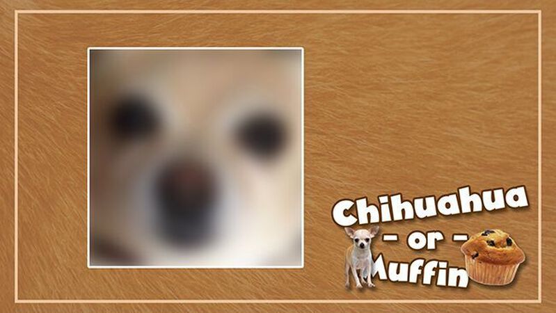 Chihuahua or Muffin