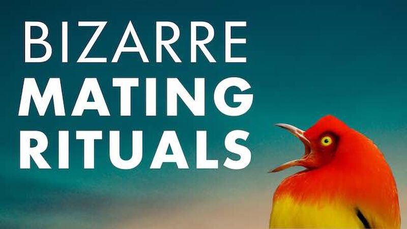 Bizarre Mating Rituals