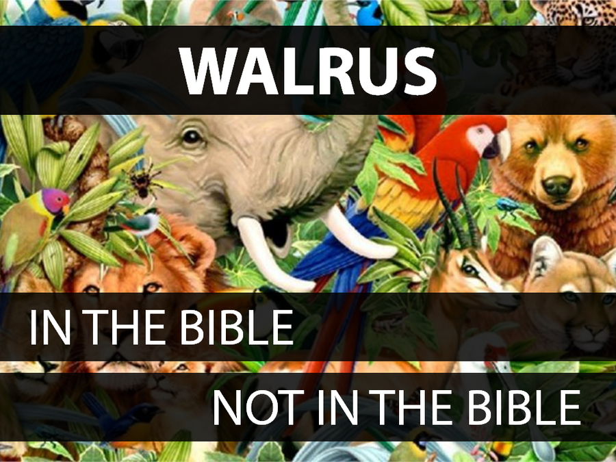 Animals in the Bible: Volume 2 image number null