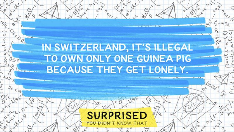 Surprised You Didn&rsquo;t Know That