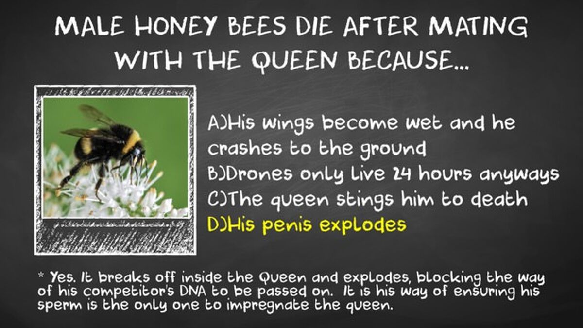 Birds, Bees, & Other Animals Vol 1 image number null