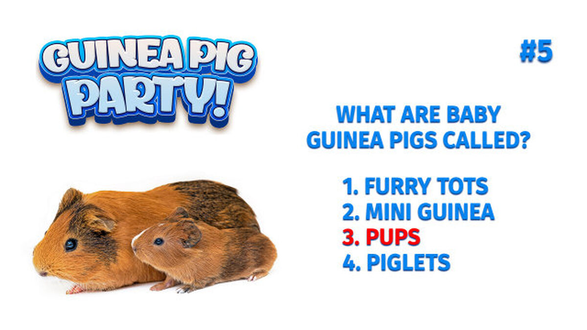 Guinea Pig Party Game image number null
