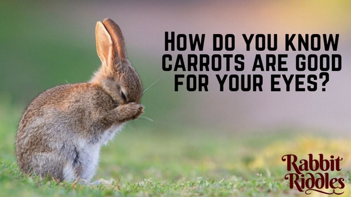 Rabbit Riddles image number null