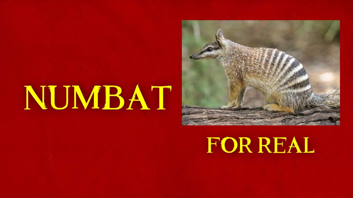 Beasts: Fantastic or for Real? image number null