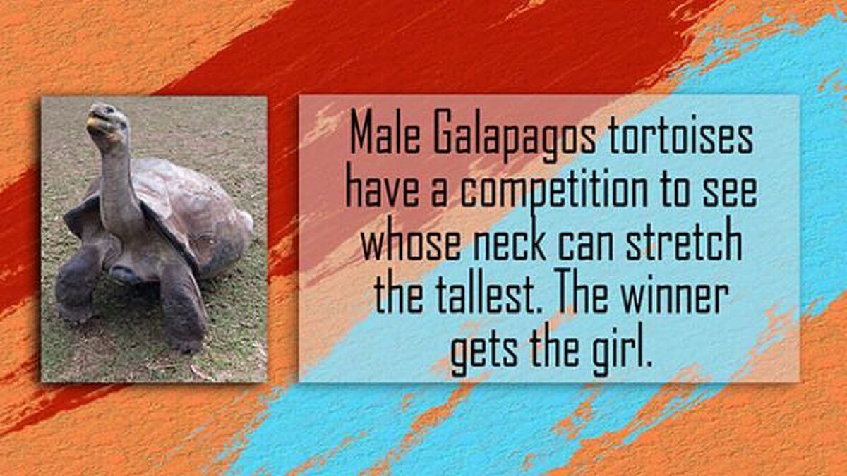 The Mating Game image number null