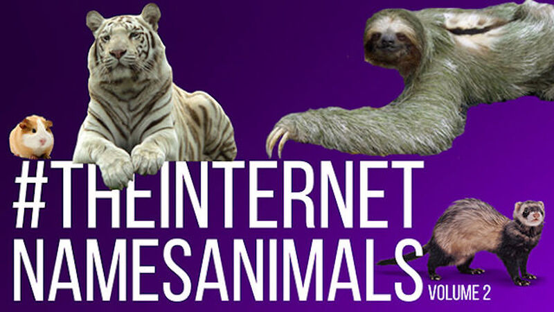 The Internet Names Animals: Volume 2