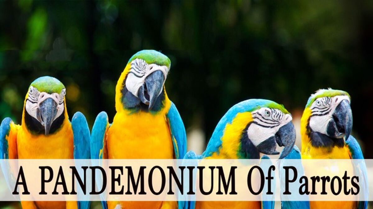 A Pandemonium Of Parrots image number null