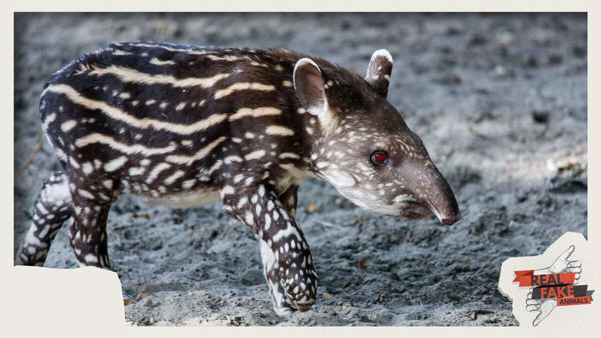Real/Fake - Animals Vol. 1 image number null