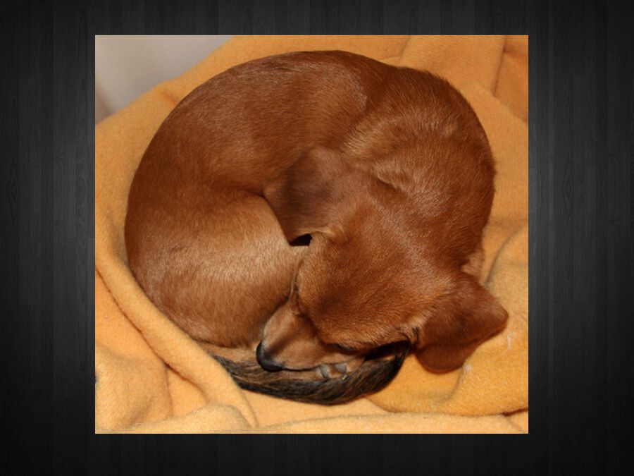 Puppy or Pastry? image number null