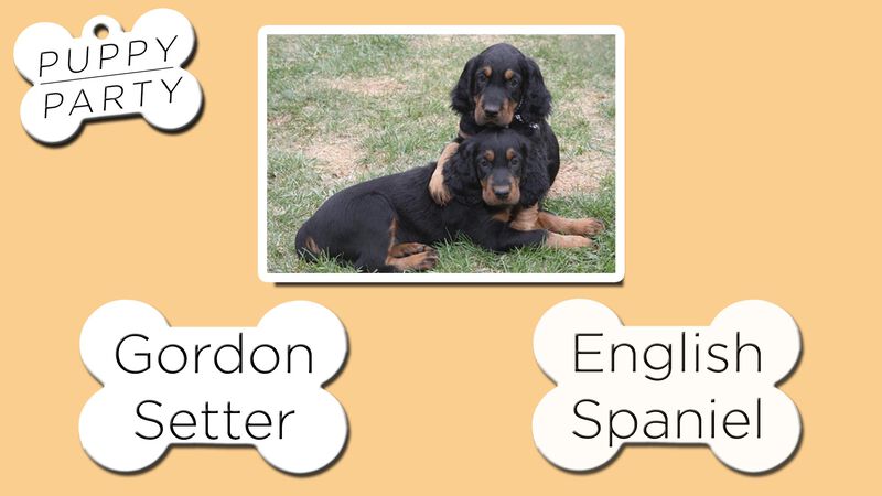 Puppy Party Game