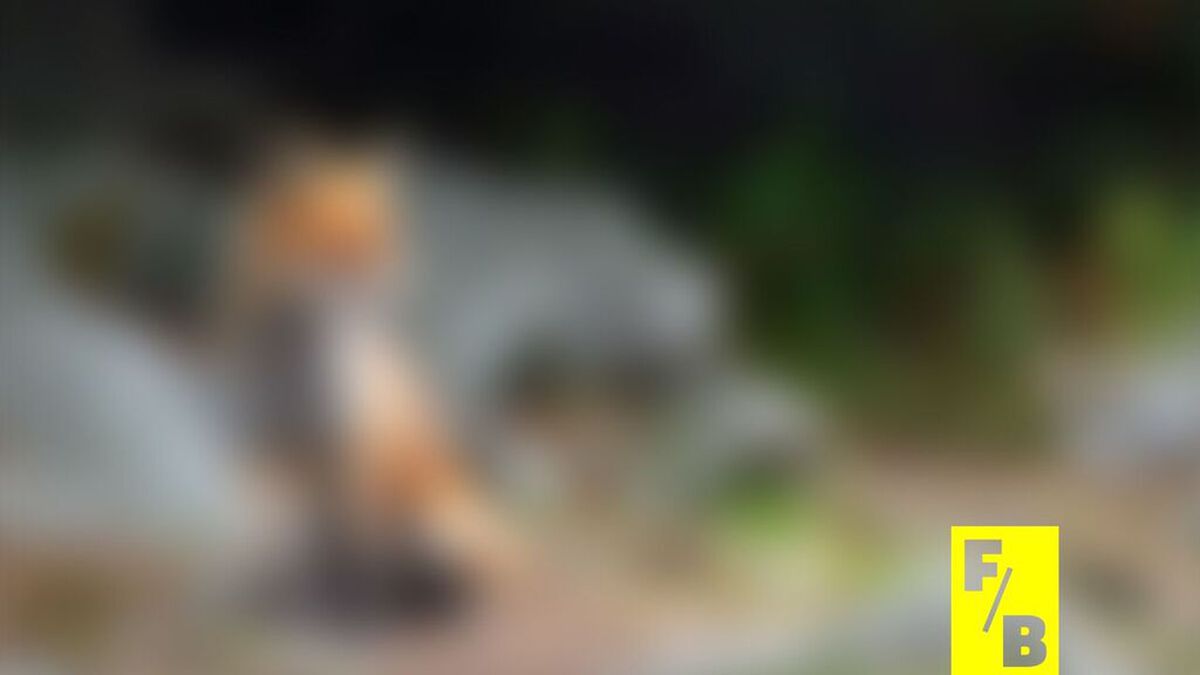 Furry Blurry image number null