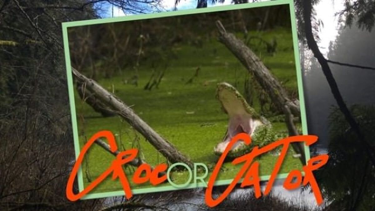 Croc or Gator image number null