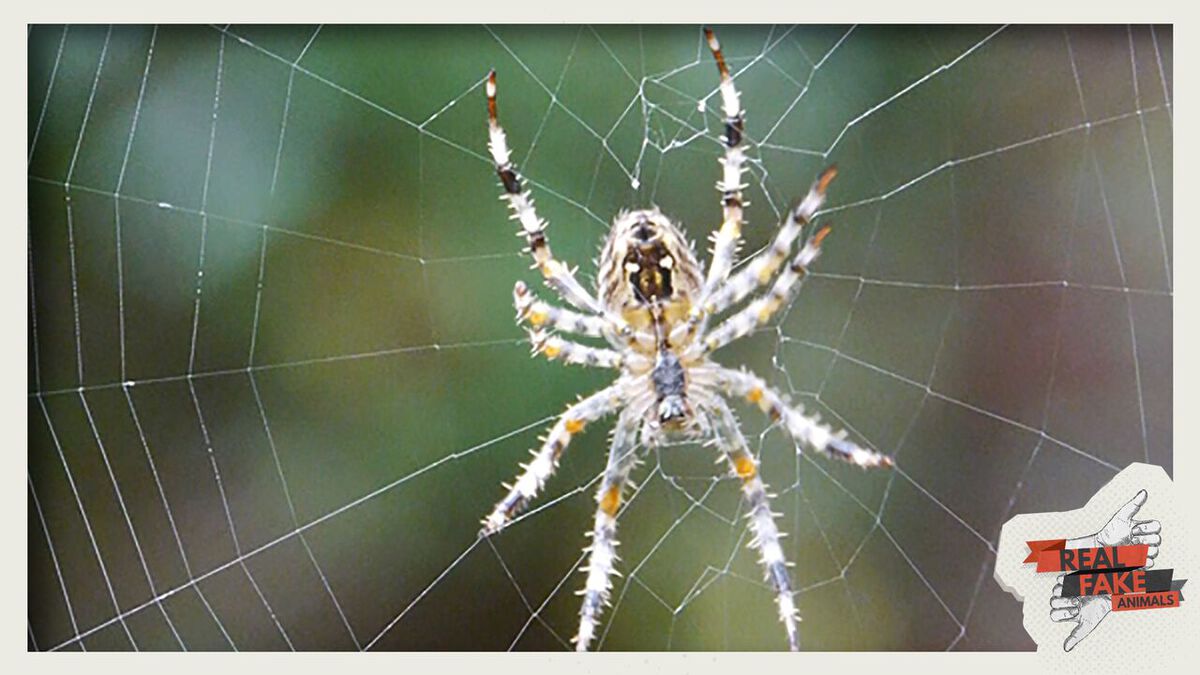 Real/Fake Animals: Volume 2  image number null
