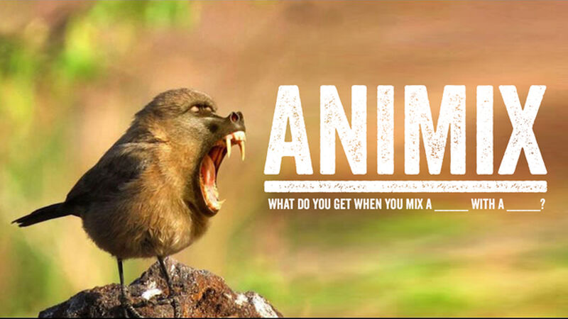 Animix: Animal Mashup Game