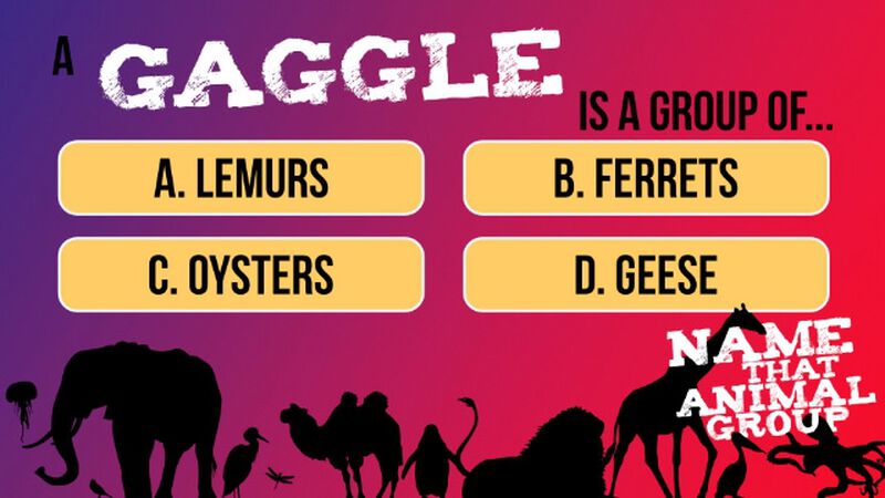 Name That Animal Group Vol 1