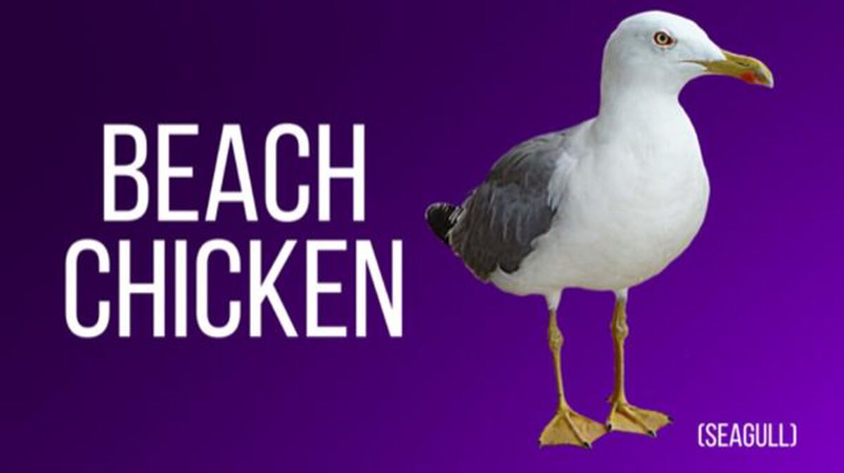 The Internet Names Animals: Volume 3 image number null
