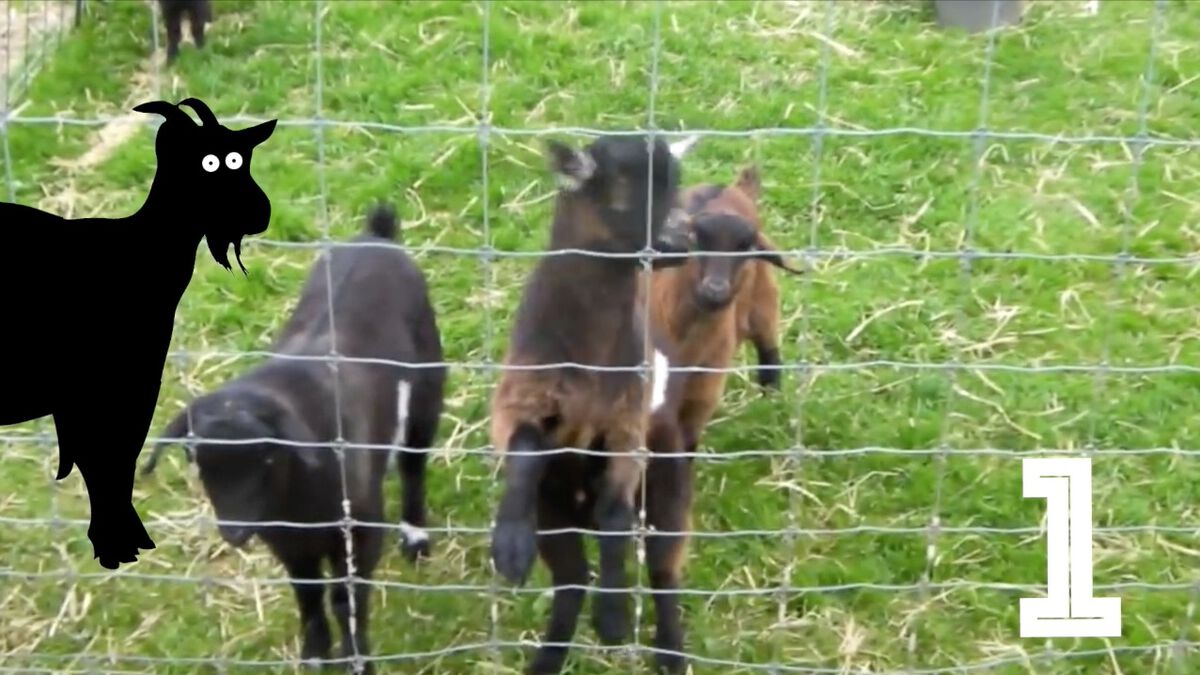 Screaming or Fainting Goats image number null