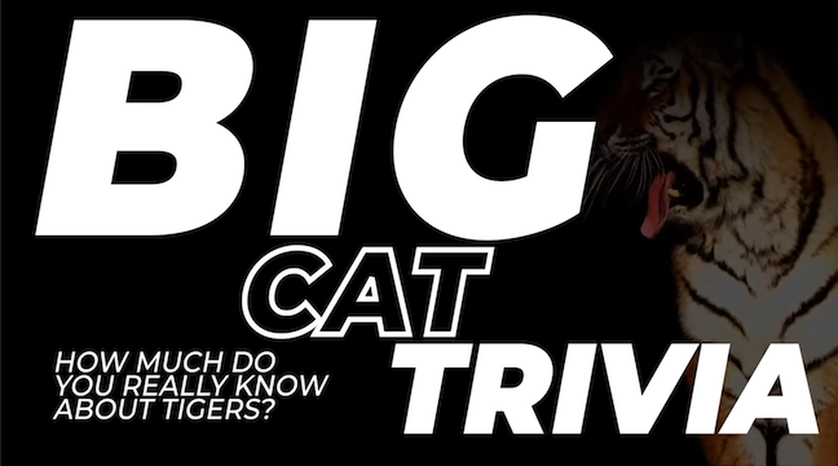 Big Cat Trivia Video Bundle image number null