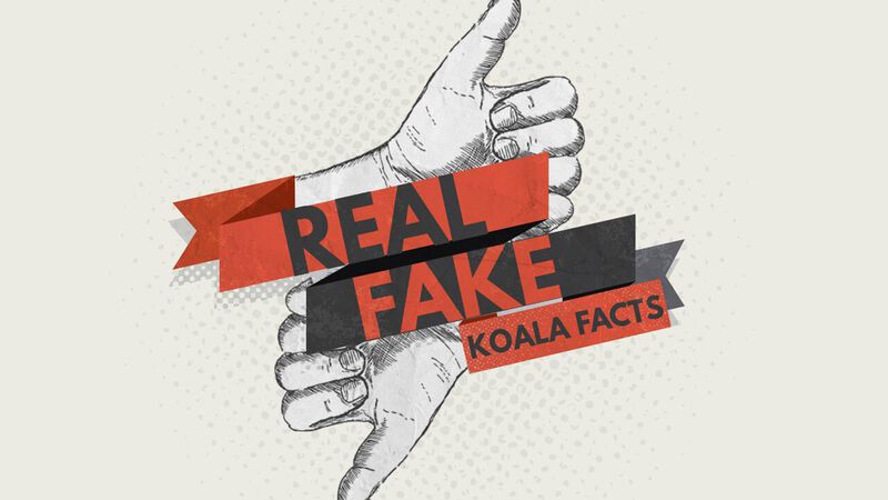 Real/Fake - Koala Facts