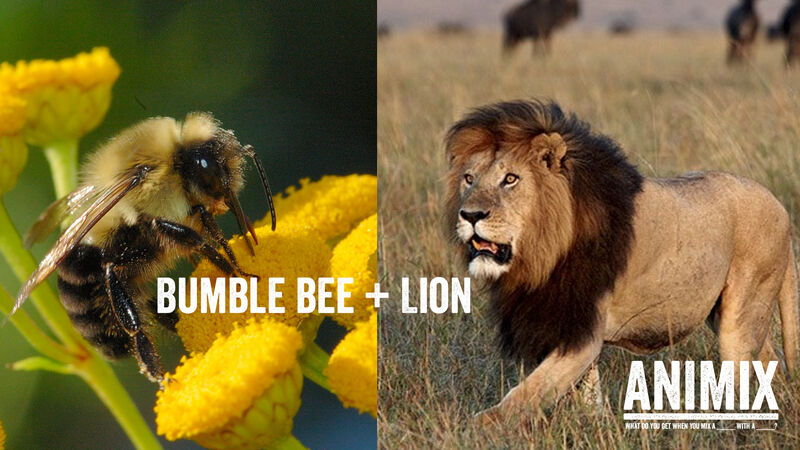 Animix: Animal Mashup Game