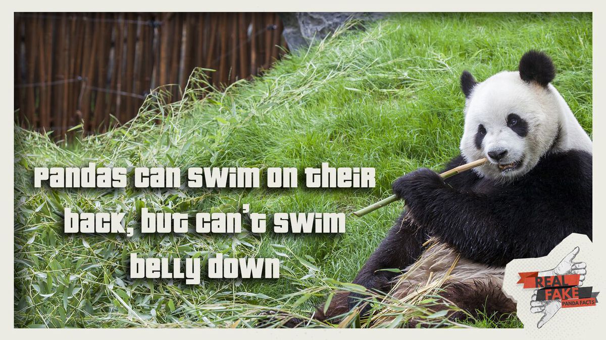 Real or Fake: Panda Facts  image number null
