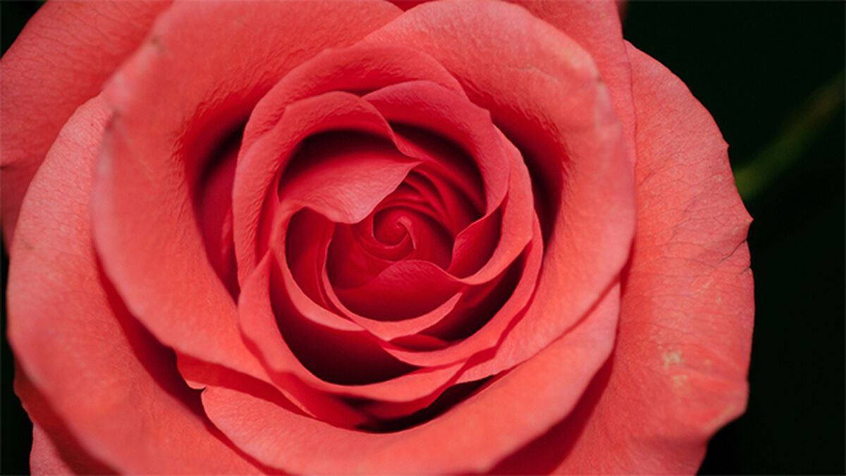 Roses or Noses image number null