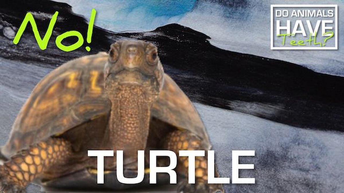 Do Animals Have Teeth image number null