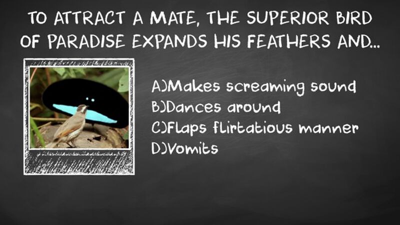 Birds, Bees, & Other Animals Vol 1