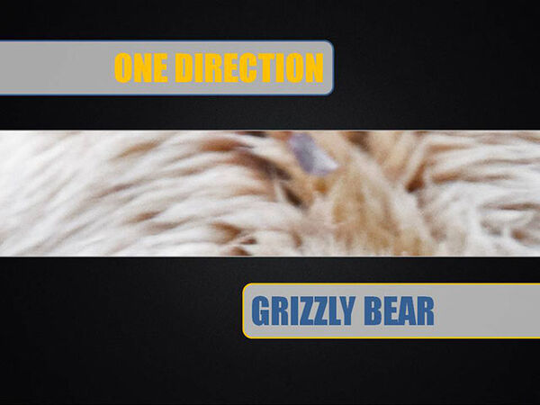 Boy Band or Grizzly Bear