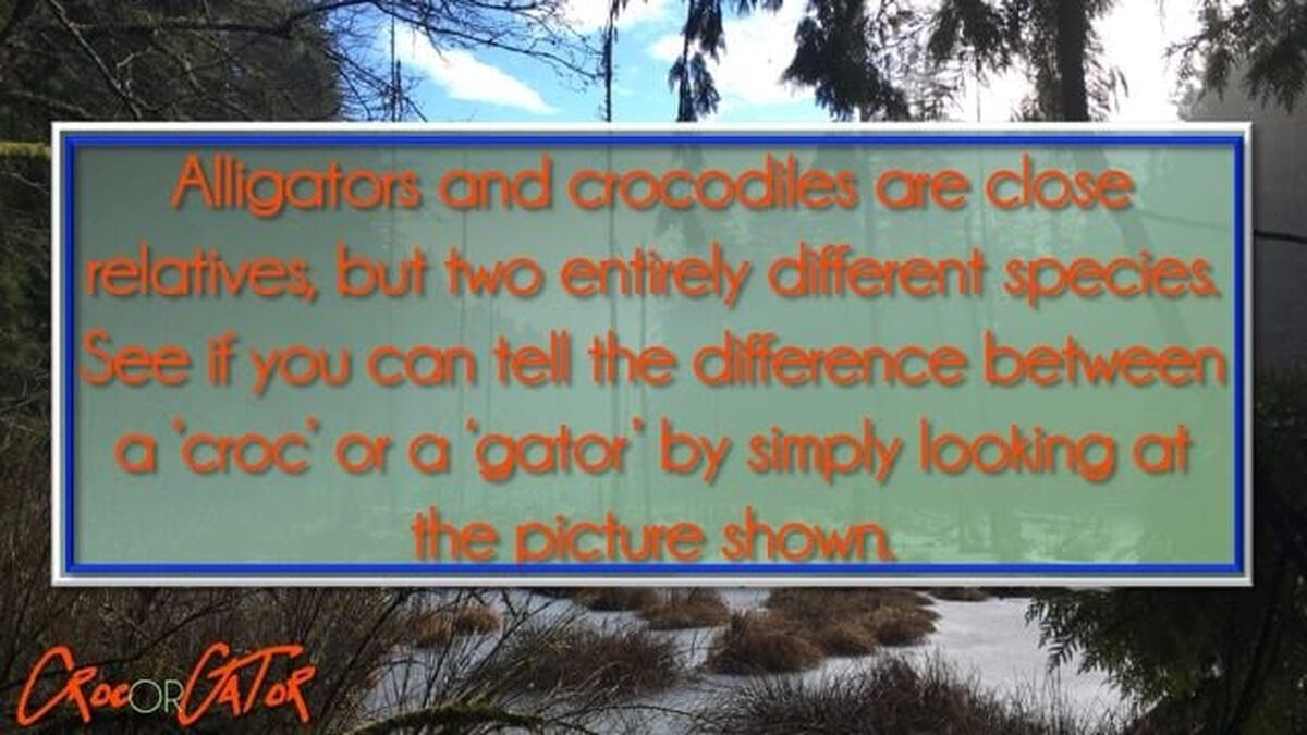 Croc or Gator image number null