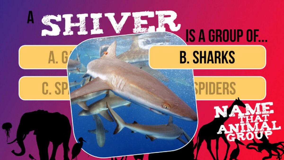 Name That Animal Group Vol 1 image number null